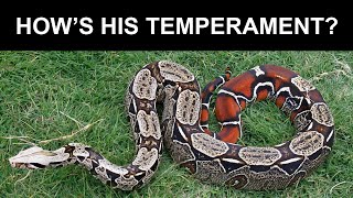 Download Lagu Nice Boa, but how's his Temperament? MP3 Download Lagu Nice Boa, but how's his Temperament? MP3