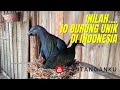 10 Burung Unik di Indonesia | Versi GantanganKu