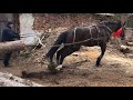 Коні Ваговози.Кобила Володимирівка на Продаж.Beautiful mare.🔥🔥🔥🐴🐴🐴🐎🐎🐎