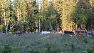 Free reindeer herd in Finland Lapland polar day summer Part 2 of 2