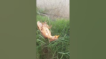 chú Cò lửa mắc phải lưới chim đêm kêu khè khè như rắn Mang Phì / nét độc đáo quê nhà