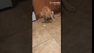 perrito se arrepiente inmediatamente de querer probar un limón