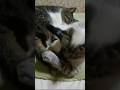 【いなか猫、過去動画の切り抜き（150）】 #いなか猫 ＃おもしろい猫＃shorts