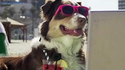Maui Movers Commercial