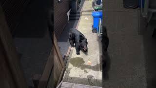 Bear Steals Snack From Mans Freezer