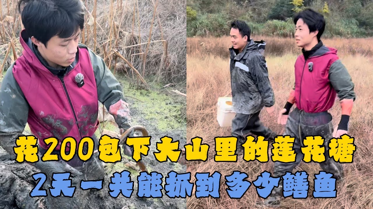 花200元包下大山里的莲花塘，里面的鳝鱼资源究竟怎么样？2天一共能抓到多少鳝鱼？
