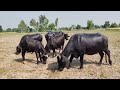 Dairy Farming Business in Pakistan | Dairy industry of Pakistan #dairy #farming #business