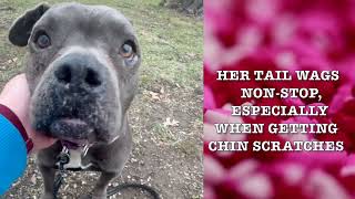 MEET JULIETTE AT KC PET PROJECT