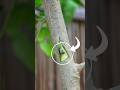 Pro gardening ideas, Gardening tips #grafting #satisfying #shorts #shortsfeed