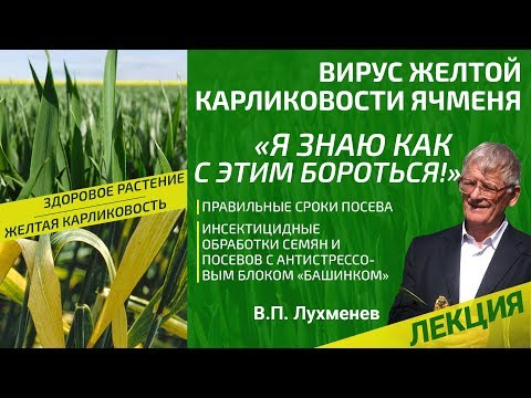 Видео: Обработка южного гороха вирусом мозаики – как распознать вирус мозаики в посевах южного гороха