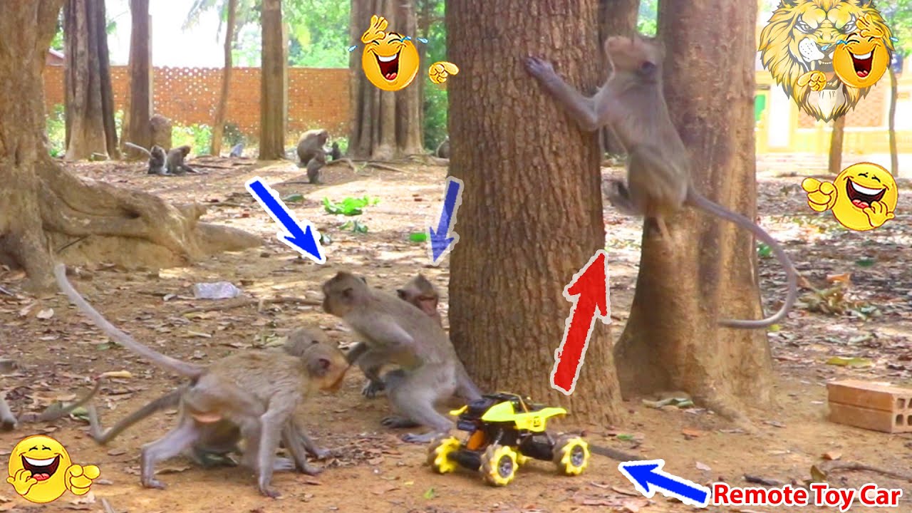Monkey video Prank monkey #funny #monkey #monkeyvideo #animals # ...