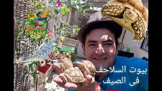 بيوت الصيف ل السلاحف اليونانى و السلاحف السولكاتا الصغيرة و الكبيرة و الورل الصحراوى مع رامز اسلام