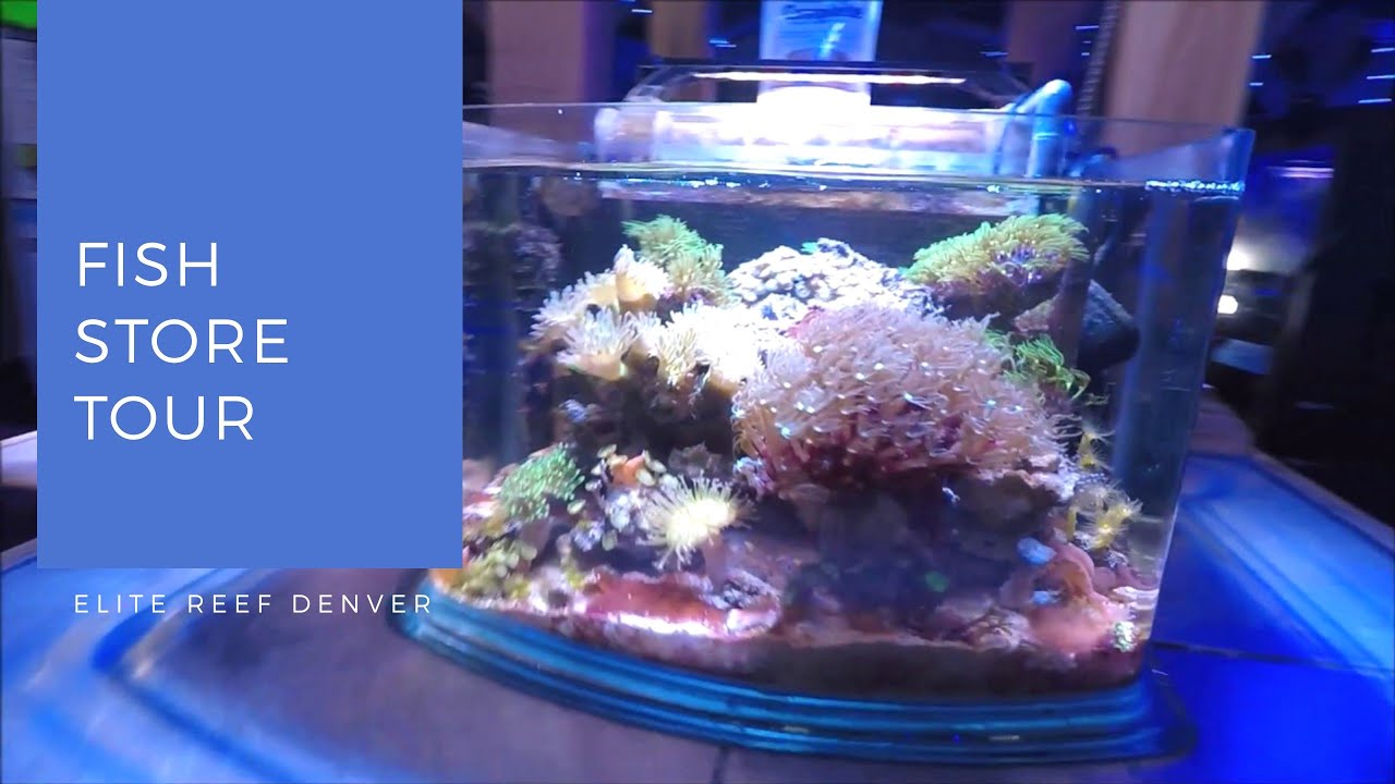 Fish Store Elite Reef in Denver, Colorado YouTube