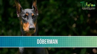 Bondades y Características de la Raza de Perros Doberman  TvAgro por Juan Gonzalo Angel Restrepo