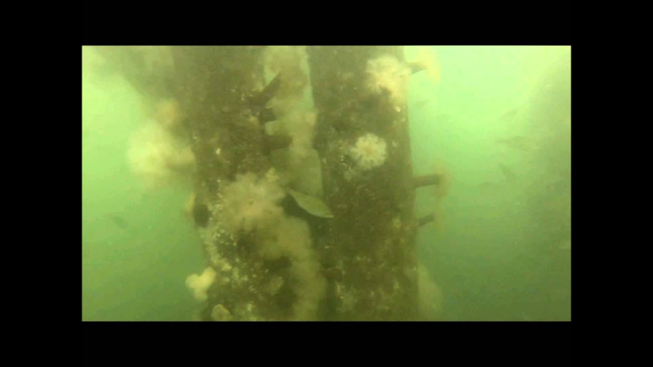 Down Beneath White Rock Pier