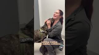 Cody's first behavior consult #animalcare #vetlife #dogbehavior