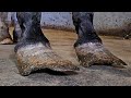 These hooves were in terrible condition how can people let this happen  satisfying restoration