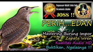 Masteran Perih Burung Luar Negeri - Masteran Burung Zapata Wren HD AUDIO