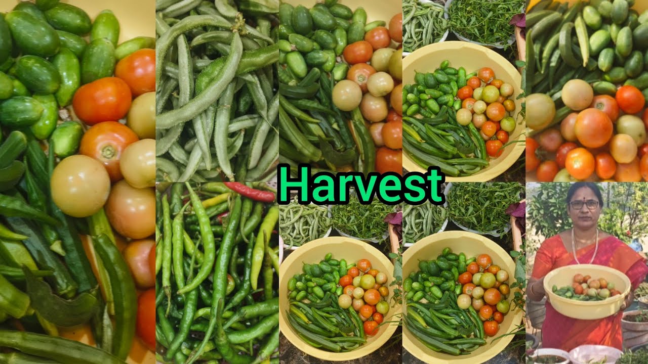 colour full vegetables Harvest