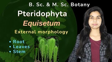 Pteridophyta || Equisetum || External morphology || Botany || B. Sc. & M. Sc.