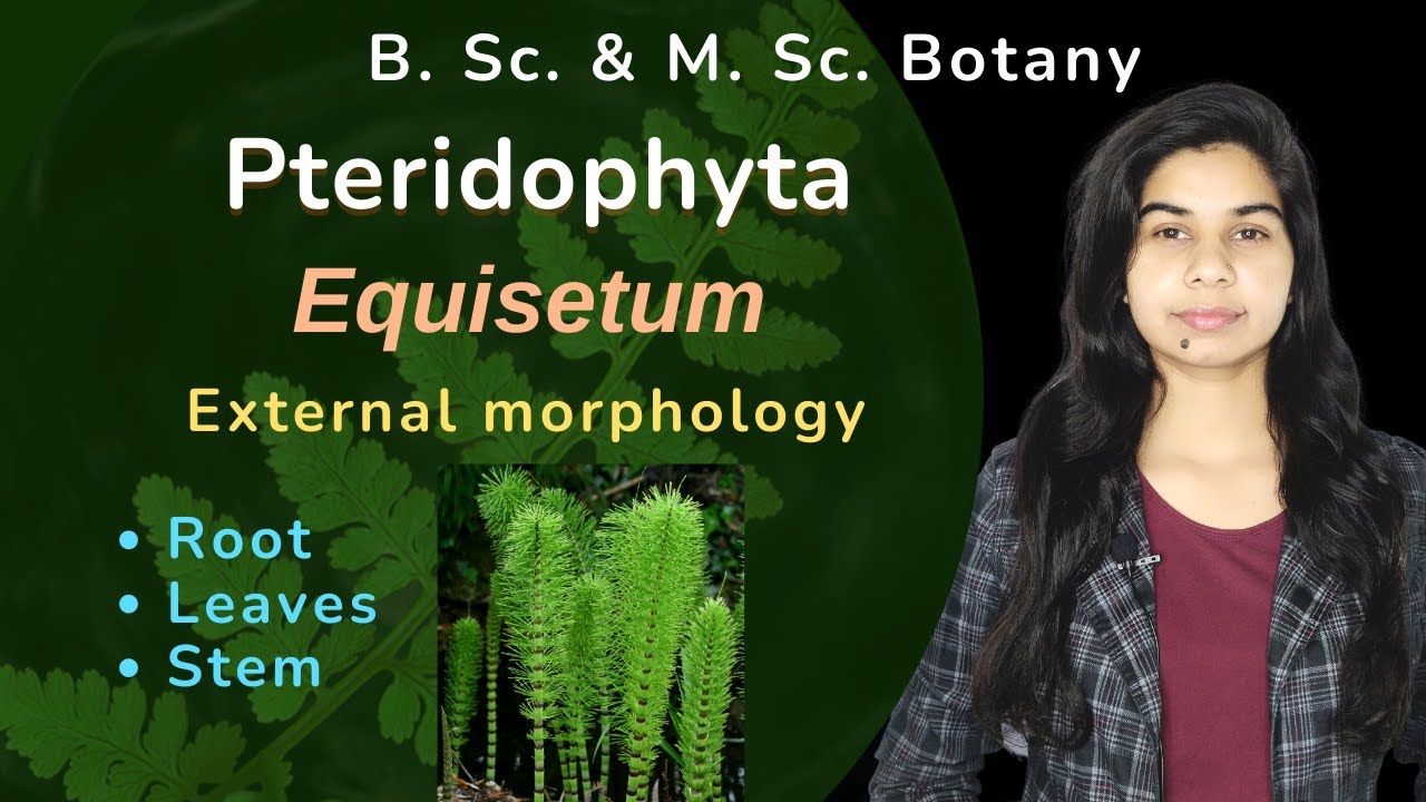Pteridophyta || Equisetum || External morphology || Botany || B. Sc. & M. Sc.