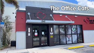 Meet the Office Cats by Cat Depot 892 views 10 months ago 39 seconds