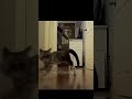 He Tried to Troll… Sigma Cat Went Dark Mode 💀😼 | Skull Edit Viral Short