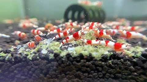 Bể tép " bất tử " sau 6 tháng setup - Thành công hơn cả sự bất tử