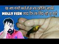 How To Care Of Molly Fish In Hindi