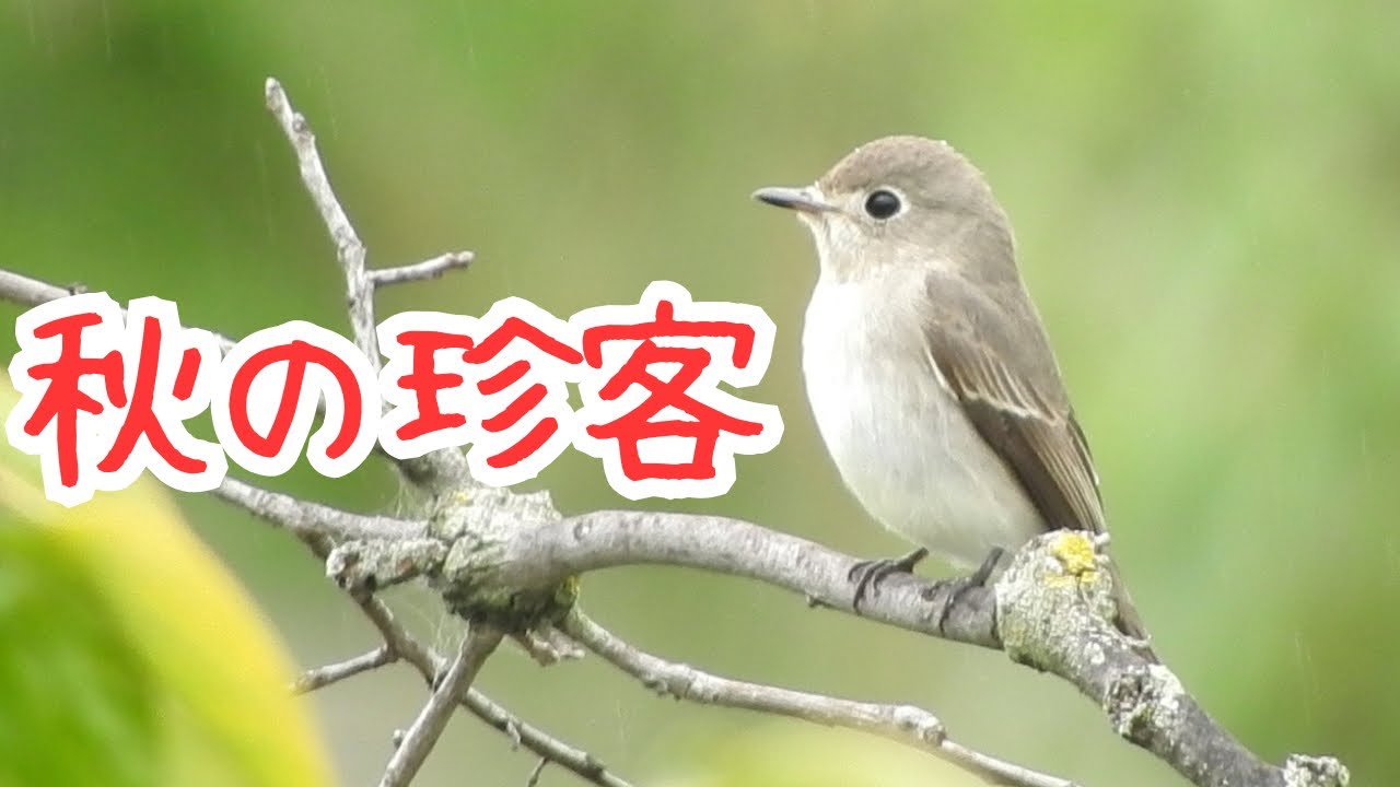 初見】知らない鳥がいたぞ！！！！pt.3 - YouTube