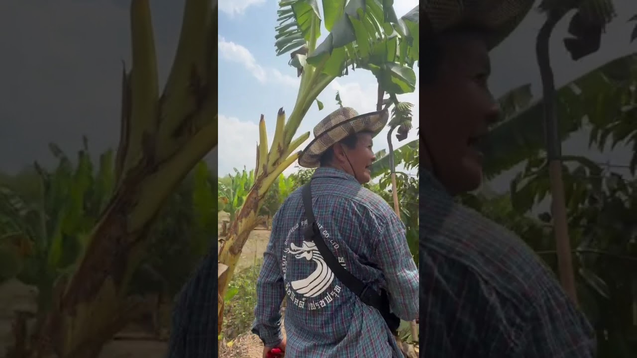 ควรแต่งกิ่งทุเรียนตอนไหน