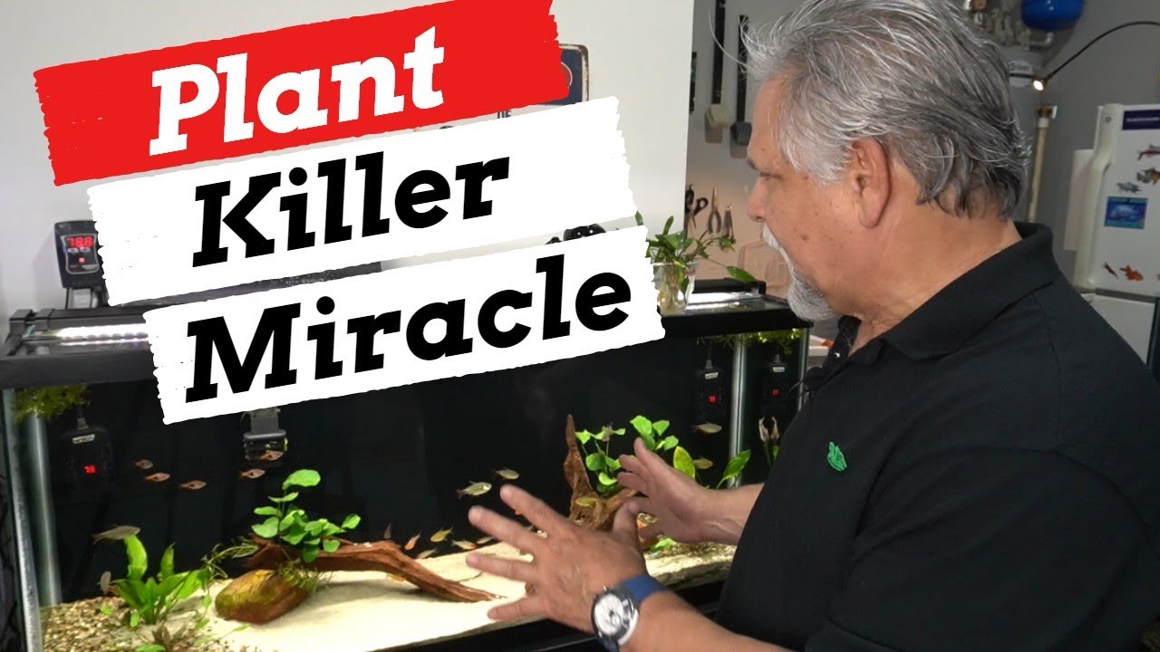 5 Tips to STOP KILLING PLANTS YouTube