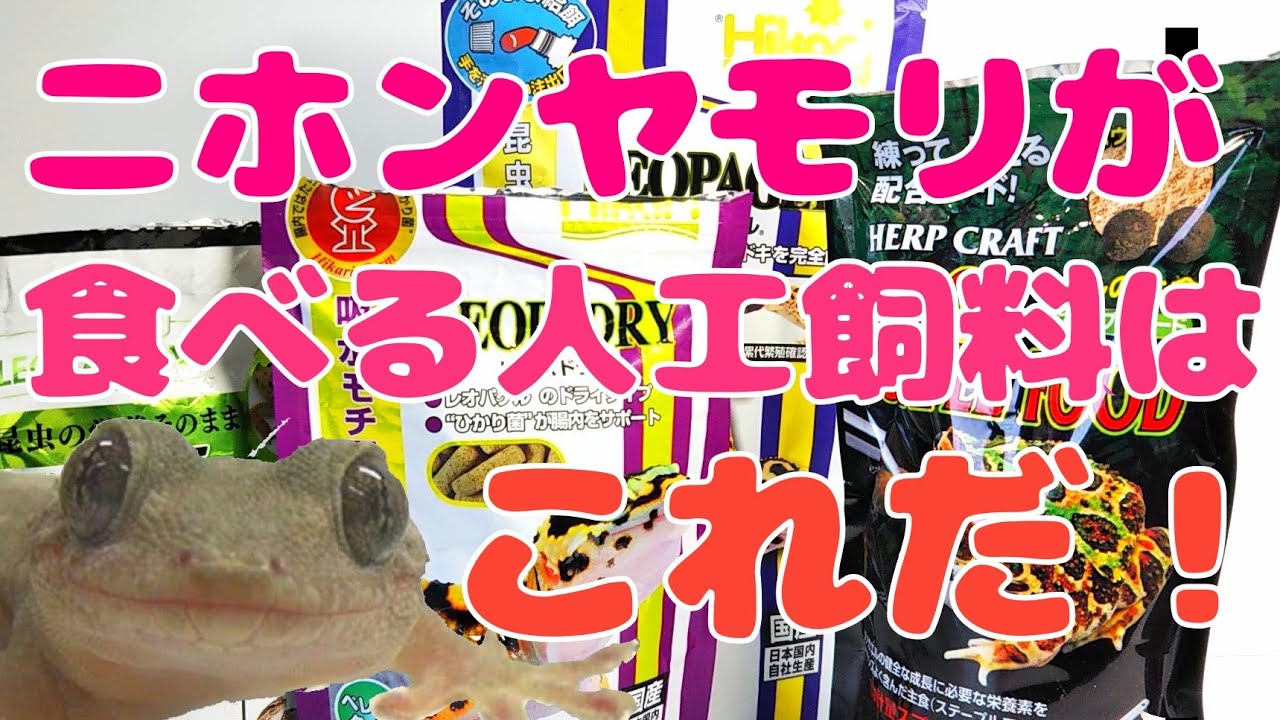 ニホンヤモリが食べる人工飼料を紹介します! - YouTube