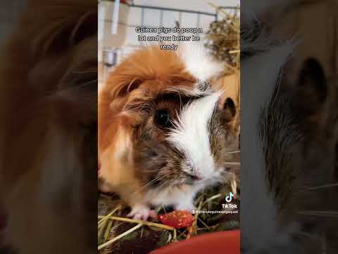 Video: Mengapa Guinea Pigs Makan Poo