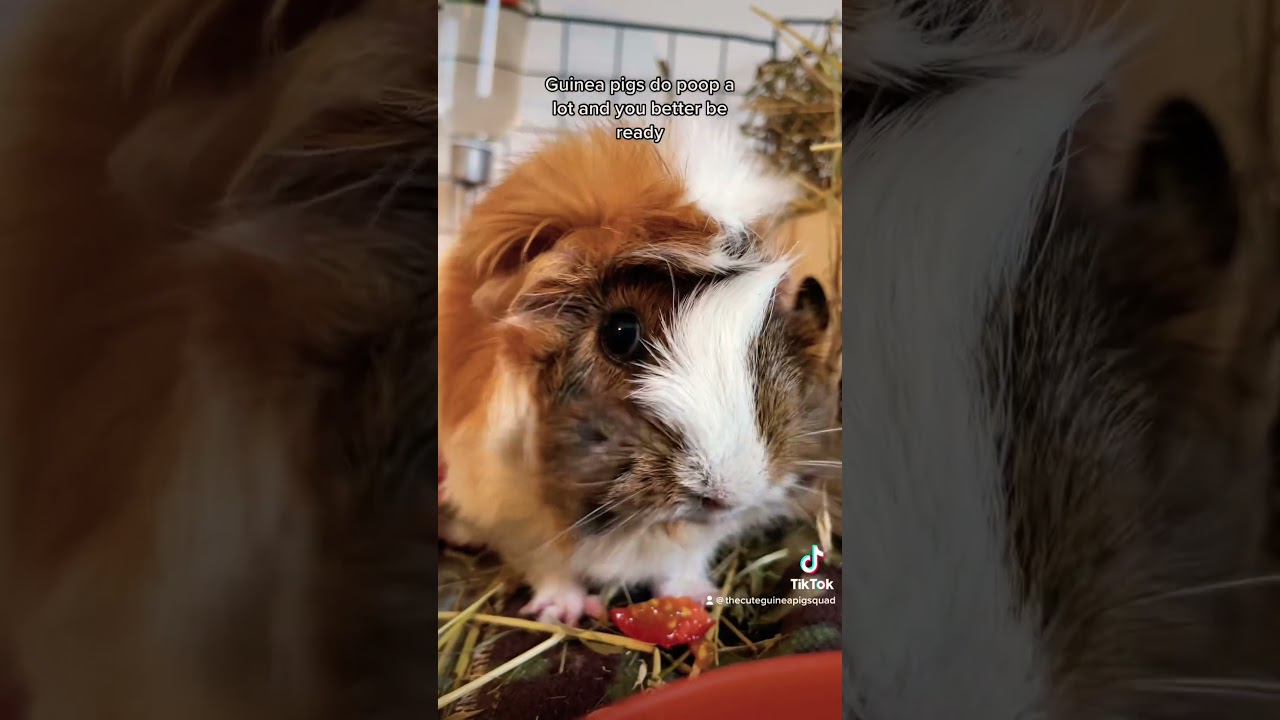 Guinea pigs poops are so stinky, why?