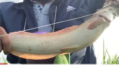 Câu cá rô cá trê ||Đổ Ngọc Hồ