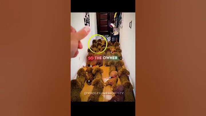 Cute Smart Dog Hides From Owner 🐶