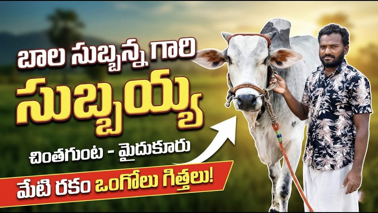 💥4/2/2026,✨కృష్ణoపల్లె సేద్యపు విభాగం లో 7 జత ✨ BVS bulls&ELR bulls 💥