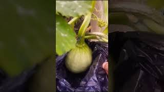 pollination pumpkin #sunset #garden #organicgardening