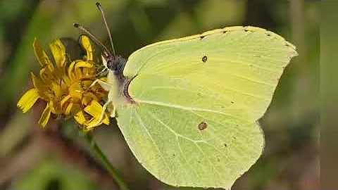 ЛИМОННИЦА и ИНТЕРЕСНЫЕ ФАКТЫ О НЕЙ (Gonepteryx rhamni)