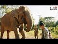 Elephant Who Spent Her Life In Chains Gets A Second Chance | Dodo Heroes