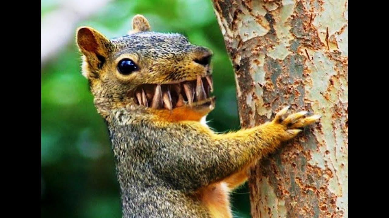 Белка кричит и прыгает с ветки на ветку - YouTube