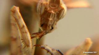 Idolomantis diabolica L5 eats the drumstick