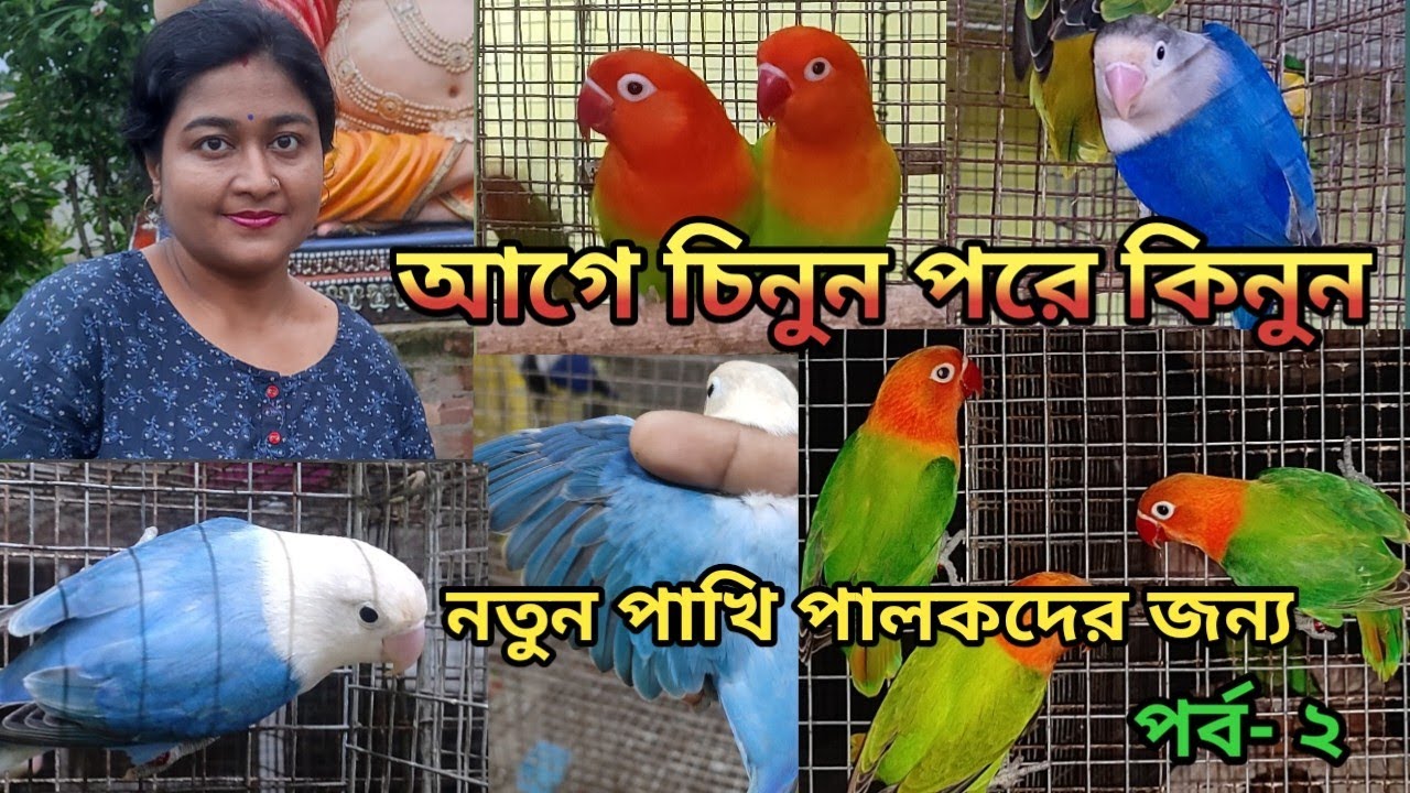 Identification of Love Bird