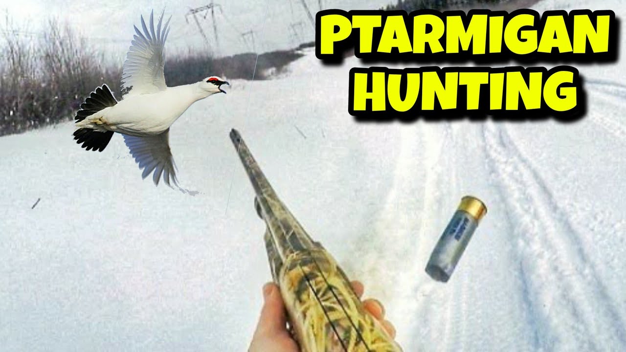 PTARMIGAN HUNTING! - QUEBEC BIRD HUNTING!