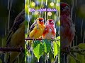 The birds Love #love #birds #shorts #songs #inspire #rain