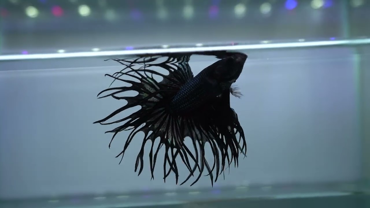 ショーベタ ブラックカッパー キングクラウンテール(KCTBC-1) 2026