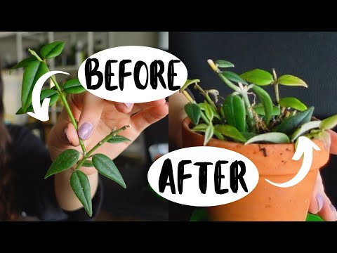 How To Make Your Hoya Houseplants More Full! Hoya Plant Propagation!