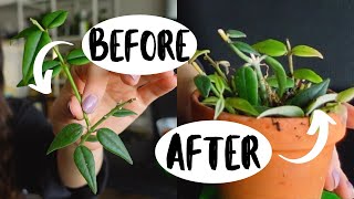 Hoya Michelle splash mb1258 rare Hoya houseplant rooted cutting ships in moss! Hoya Michelle splash mb1258 rare Hoya houseplant rooted cutting ships in moss!
