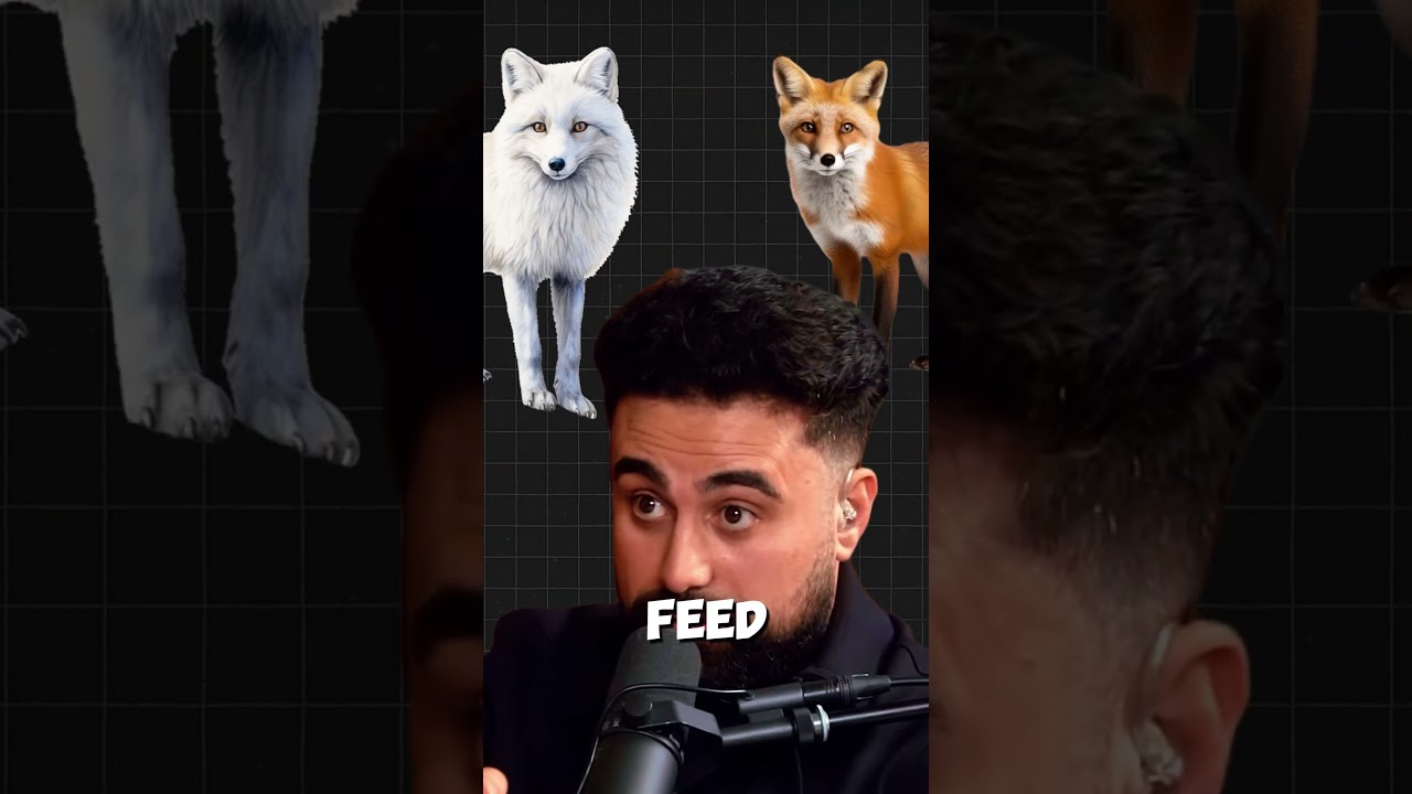 Video 01